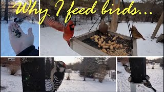 Is feeding birds wrong?  Why I feed birds...and why you should too! by Brian 360 504 views 2 months ago 13 minutes, 32 seconds