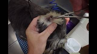 Professional Schnauzer Ear Cleaning | Deep Hair Removal POV ASMR Dog Grooming