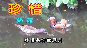 孫露 珍惜 KTV歌詞字幕