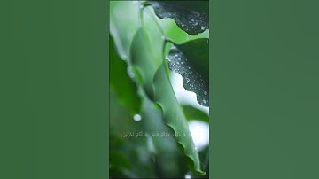 تلاوة مرئية من سورة الزخرف بصوت الشيخ محمد صديق المنشاوي