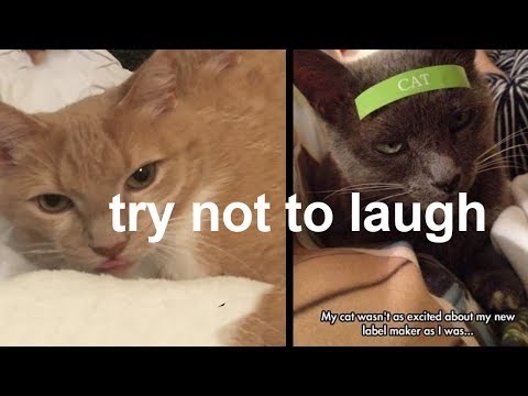 funny-cat's-memes-try-not-to-laugh