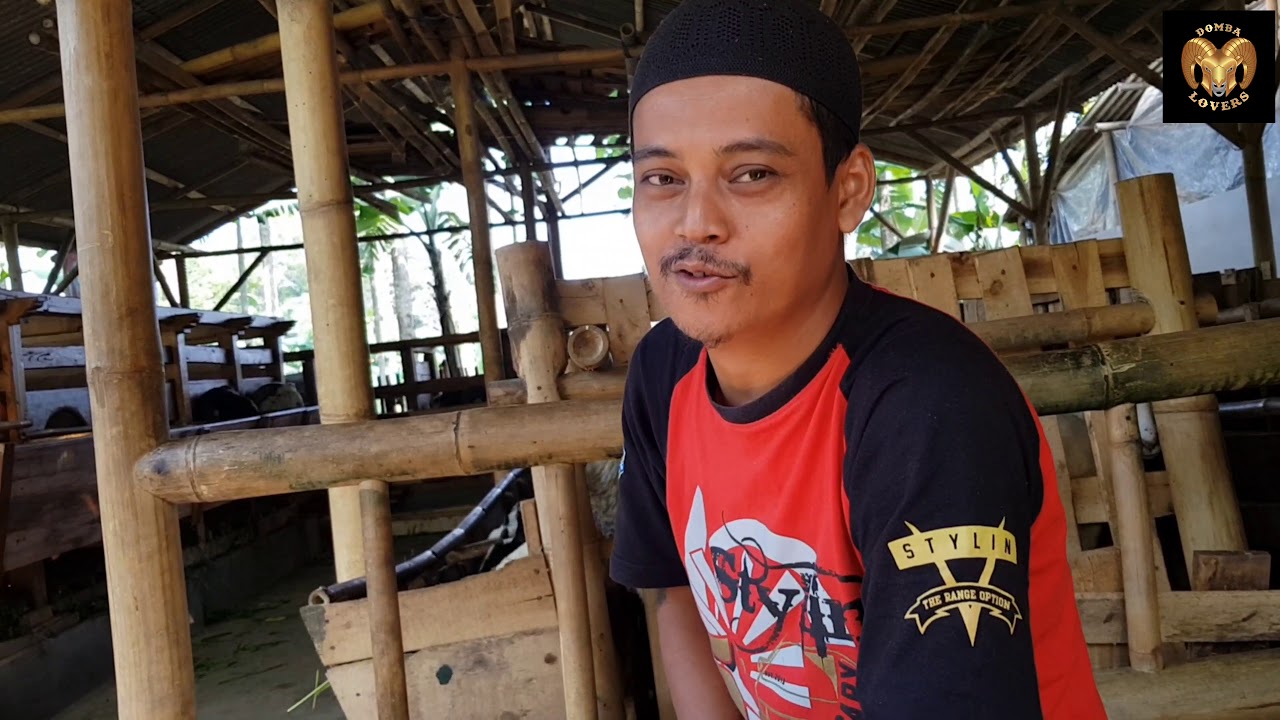 Tips Perawatan Domba garut dimulai dalam kandungan @ domba garut domba