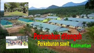 Kehidupan didalam perkebunan sawit!!! perkebunan kelapa sawit kalimantan