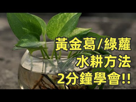 綠蘿水耕方法 / 黃金葛