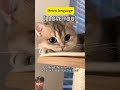 you should try this on your cat 😂 #cat #funnycats #adoreble #love