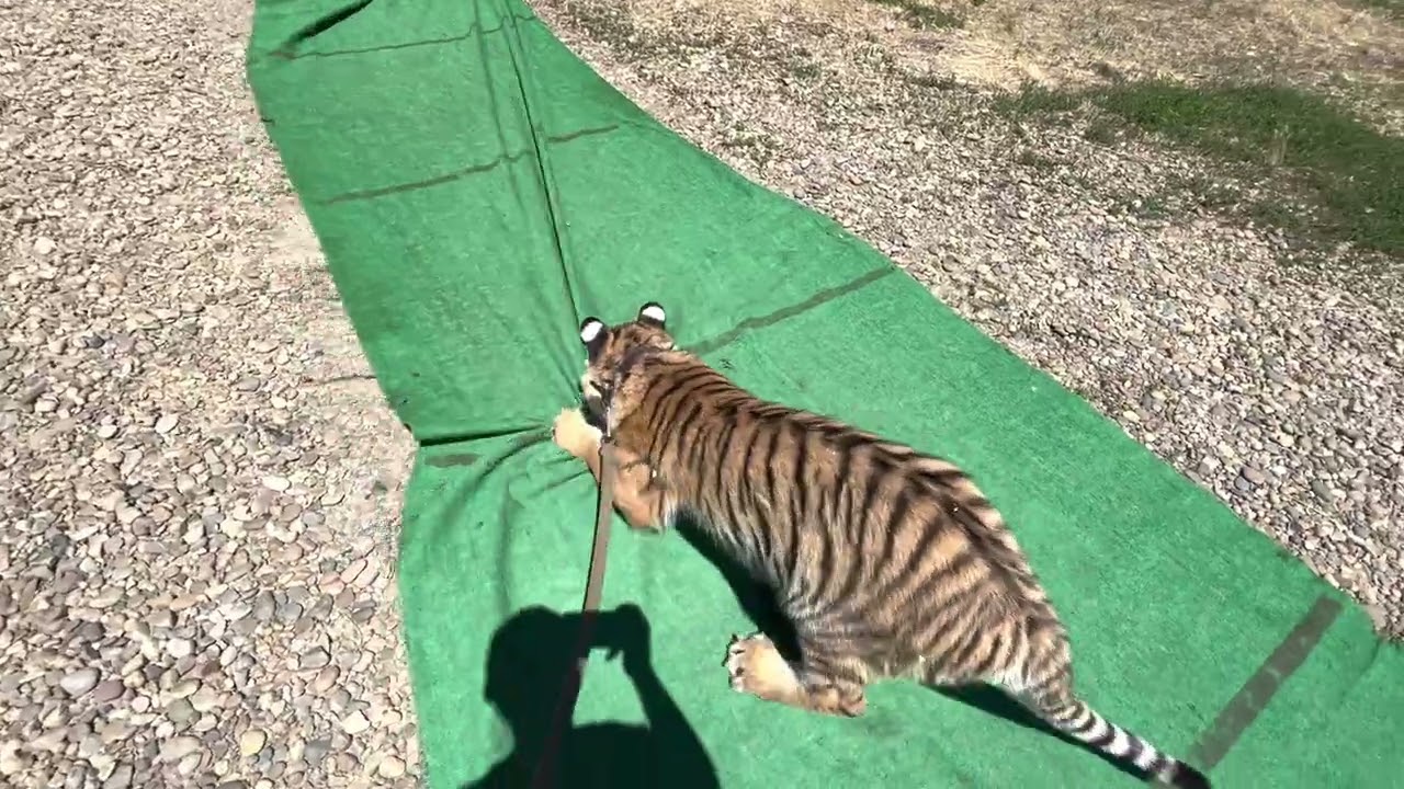 Тигр Мини обходит владения