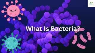 What Is Bacteria? /The Invisible World/