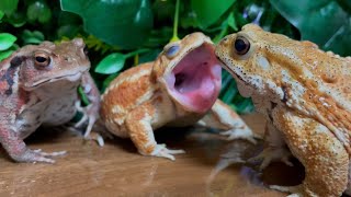 If you yawn big, you will get angry🐸 （Miyako toad, Japanese toad）