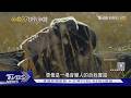 金曲37／周湯豪首爭金曲歌王對戰Gummy B! 張震嶽.盧廣仲三度叩關｜TVBS新聞 @TVBSNEWS01