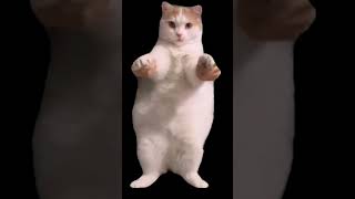 #кот#танцует#кот#танцует#