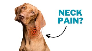 Neck Pain in Dogs - Relief