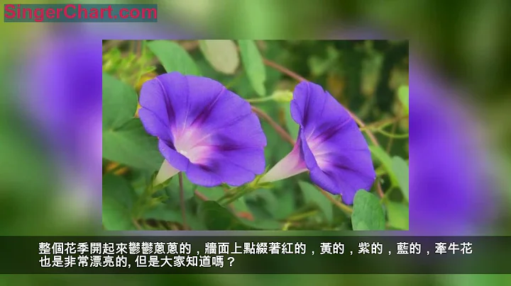 这3种“毒花”家里不要养，汁液有毒，家里有小孩要小心！ 第一种是牵牛花 第二种是郁金香 第三种虎刺梅 - 天天要闻