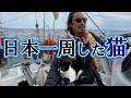 海で暮らしたニャンコの物語