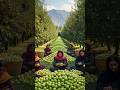 What A Great Farming In Afghanistan Green Apple Farm.#farmer #farm #farming #nature #satisfying