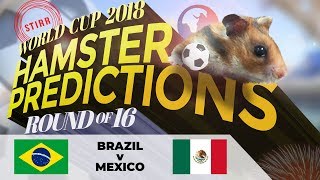 World Cup 2018 Hamster Predictions Round of 16: Brazil v Mexico
Which way will our furry superstar go?
Check out our hamster Neymar-mites match predictions: https://www.youtube.com/playlist?list...
Subscribe to Stirr on YouTube ► http://str.sg/StirrYouTube
Follow Stirr on:
Facebook ► http://facebook.com/stirrsg/
Instagram ► http://instagram.com/instirrgram
YouTube ► http://str.sg/StirrYouTube
Website ► http://stirr.sg World Cup 2018 Hamster Predictions Round of 16: Brazil v Mexico