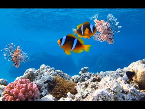 Video: Ակվարիում և օվկիանոս: «Անվերապահ սիրո» փորձը