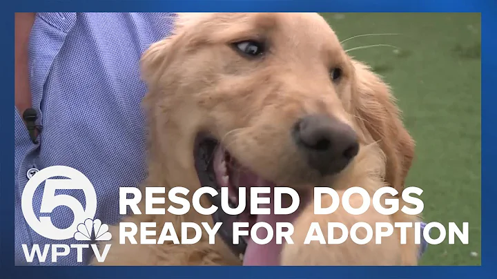 45 rescued golden retriever dogs will soon be ready for adoption