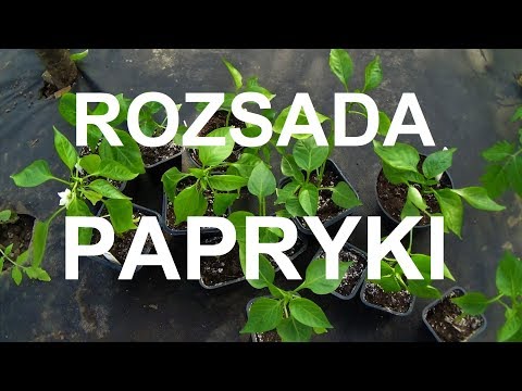 Wideo: Sadzonki Papryki: Terminy Sadzenia