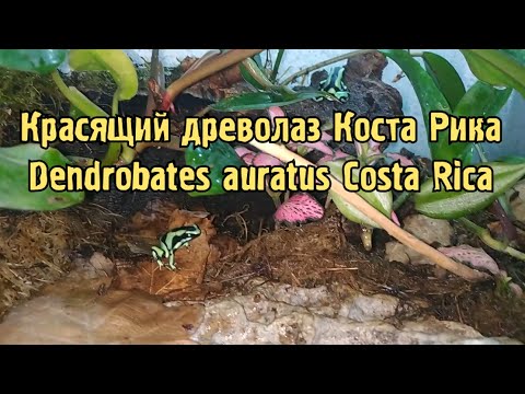 Видео: Кормление - Красящих древолазов (Коста Рика) / Dendrobates auratus (Costa Rica)