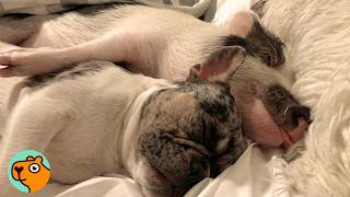 Dog Becomes Best Friends With a Pig | 3 Best Stories