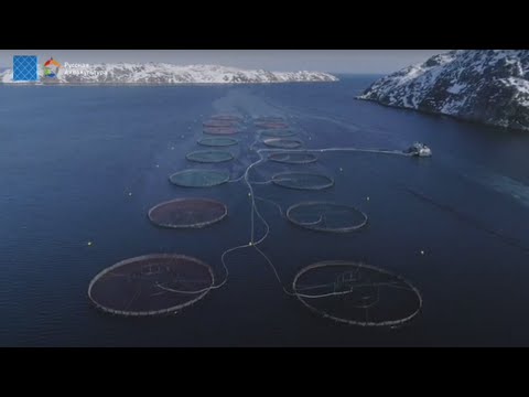 Арктическая аквакультура