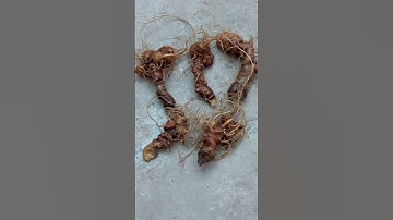 5 Củ Sâm Chuẩn Sâm Ngọc Linh Kon Tum Già anh chị Ngâm Mật ,Ngâm rưu liên Hệ em hiếu 0782282345