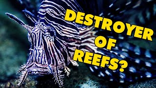 The Destructive Power of the Lionfish | Alien Ocean