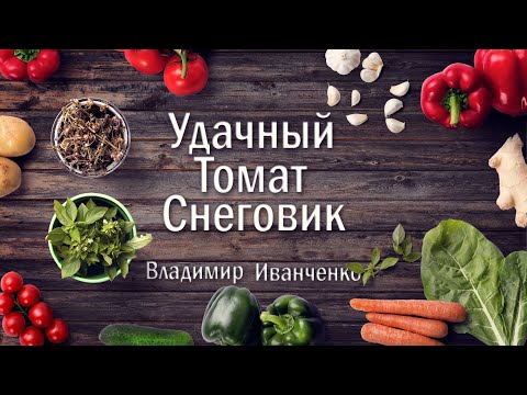 Томат Снеговик ранний и очень удачный