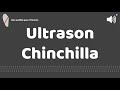 Ultrason contre pour chinchilla