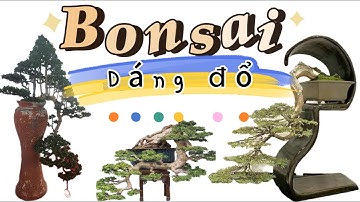 Các  tác phẩm bonsai dáng đổ đẹp