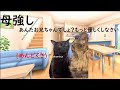 部活から帰宅した日常【猫ミーム】#猫ミーム