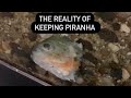 The reality of keeping piranha  red belly piranha tank update  care guide and live feeding