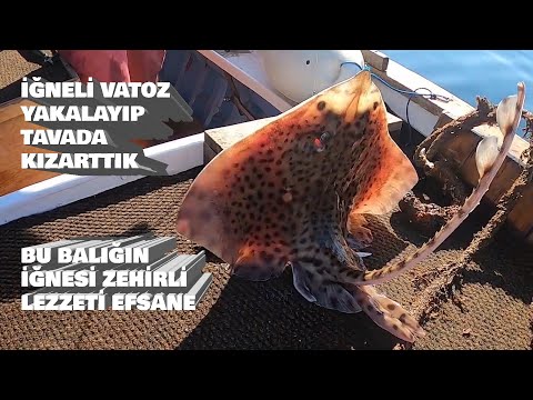 Vatoz Balığını Temizleyip