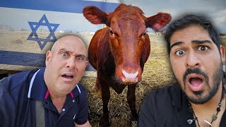 I met the Red Heifer of the Third Temple! 🇮🇱 Jewish Sacrifice Coming?!?