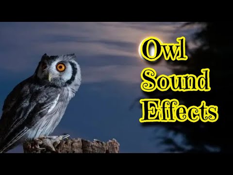 Owl Sound Effects