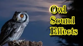 Owl Sound Effects