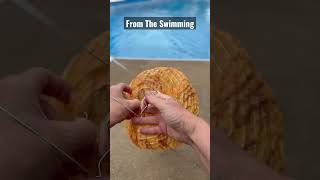 Amazing Hack to Stop Bees From Invading Your Pool - How To Keep Bees Away #shorts