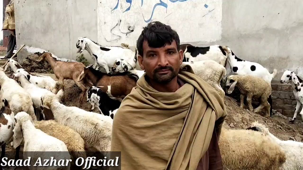 Sheep Farming in Punjab|Goat Farming|Mix Farming Tips 2020