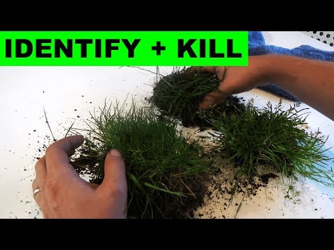 Video: Hvordan ser poa annua græs ud?
