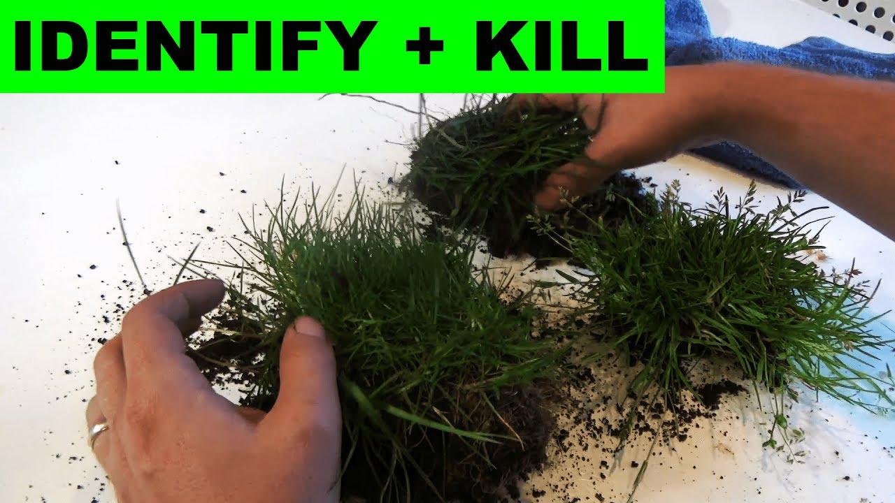How to identify Poa trivialis and Poa Annua and how to kill them - YouTube