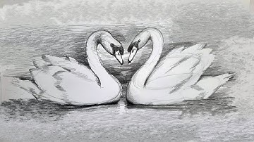 How to draw two swans by pencil | easy swan drawing with shades | pencil drawing