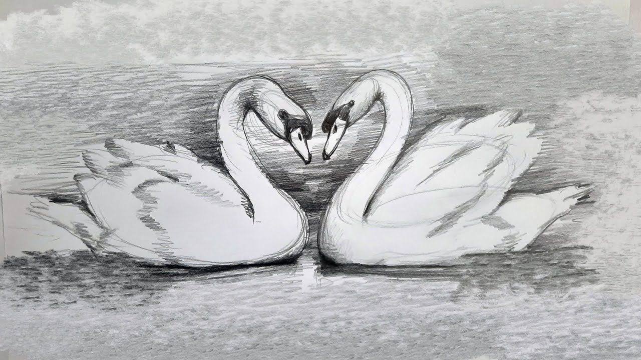 How To Draw A Swan, Step by Step, Drawing Guide, by Dawn - DragoArt
