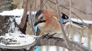 Jay breaks the seeds by Bird documentaries 1,059 views 4 months ago 2 minutes, 25 seconds