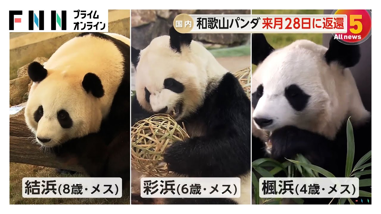 ジャイアントパンダ4頭が 6月28日に中国へ“帰国” 検疫のため5月