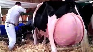 Modern Cow Farming Harvest Milking Technology Machines | Skill Method Breeding Shorten Labor Time