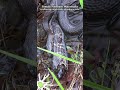Watersnake Swallowing Catfish #reptiles #snake #wildlife