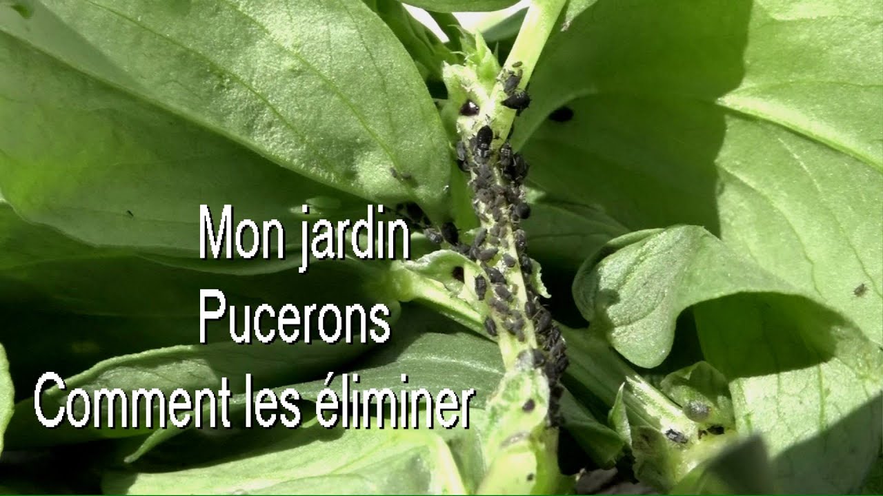 Pucerons noirs comment s'en débarrasser LC VIDEO - YouTube