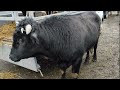 Чечня скотный рынок Урус-мартан , КРС 27.12.20г
Cattle market sheep, goats cows, steers, Chechnya