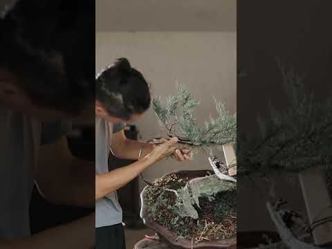 Video: Làm thế nào để bạn cắt tỉa một cây hoa cúc tây (cupressus macrocarpa)?