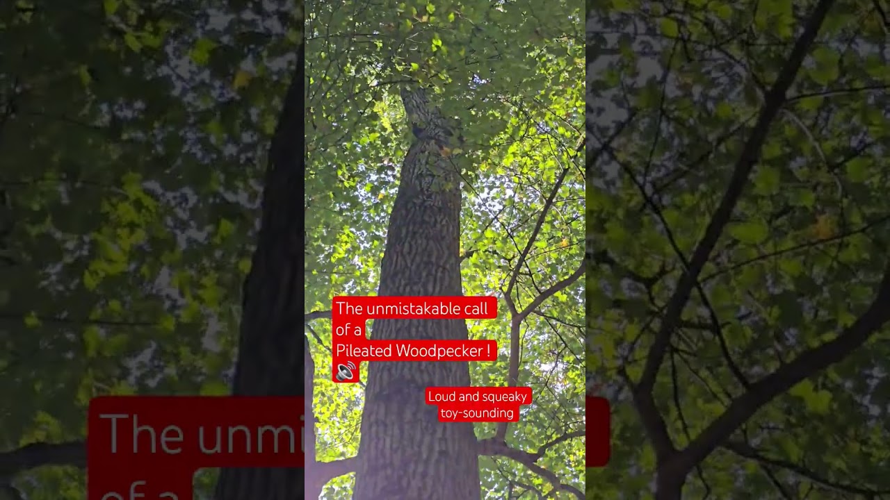 Pileated Woodpecker call and a quick glimpse before flying off